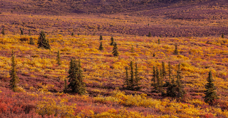 Alaskan Autumn Tundra Landscape Photography Print