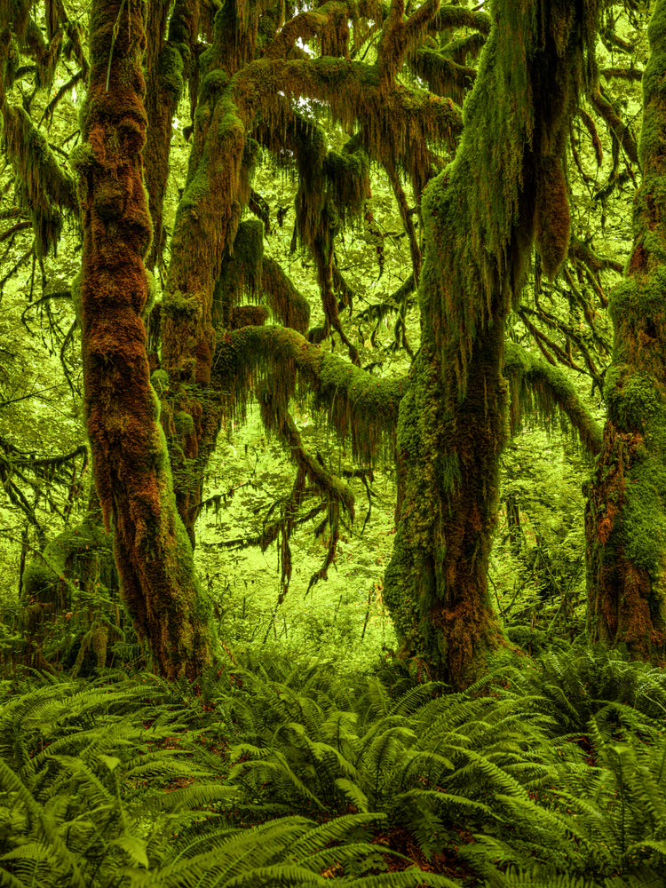 Ancient Mossy Forest with Lush Ferns and Twisted Trees
