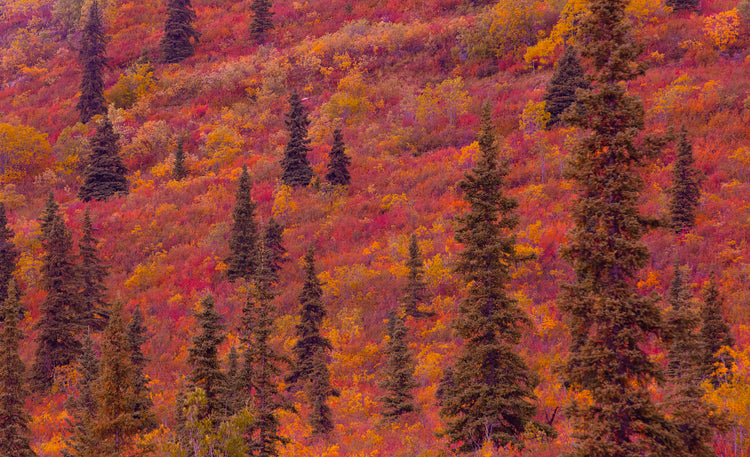 Autumn Mountain Slope with Evergreens