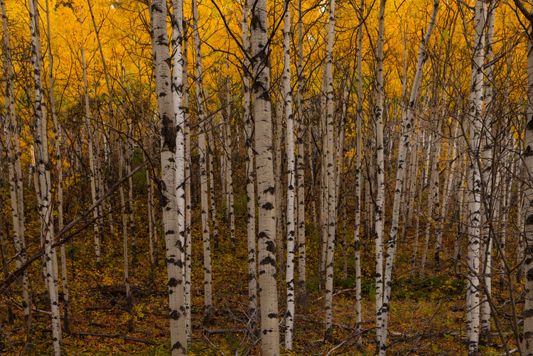 Birch Forest Autumn Wall Art Photography Print