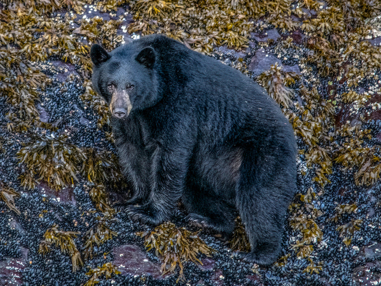 Black Bear Among Coastal Rocks and Seaweed