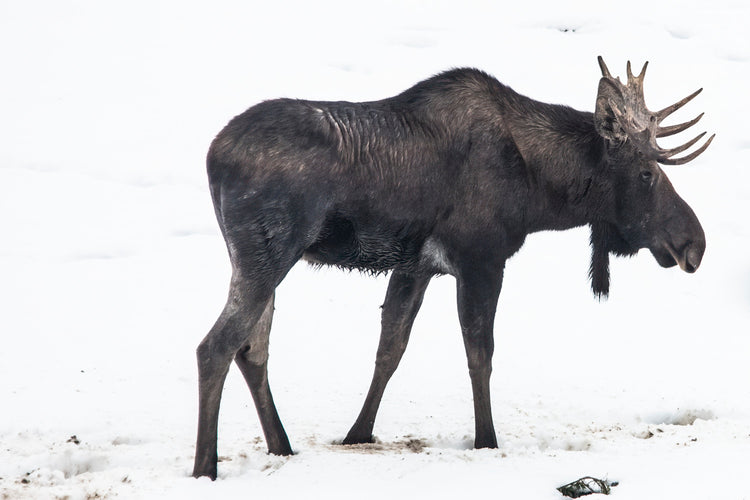 Bull Moose Standing in Snowy Landscape