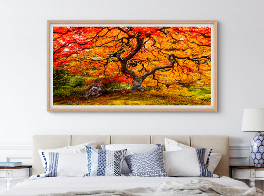 Autumn Tree