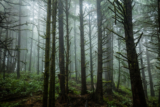 Foggy Trees 8