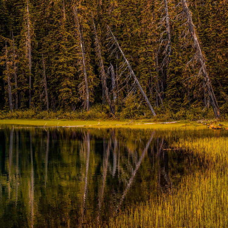 Sunset Reflection on Serene Forest Lake