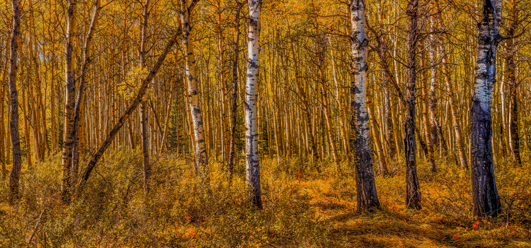 Golden Autumn Birch Forest Wall Art Print