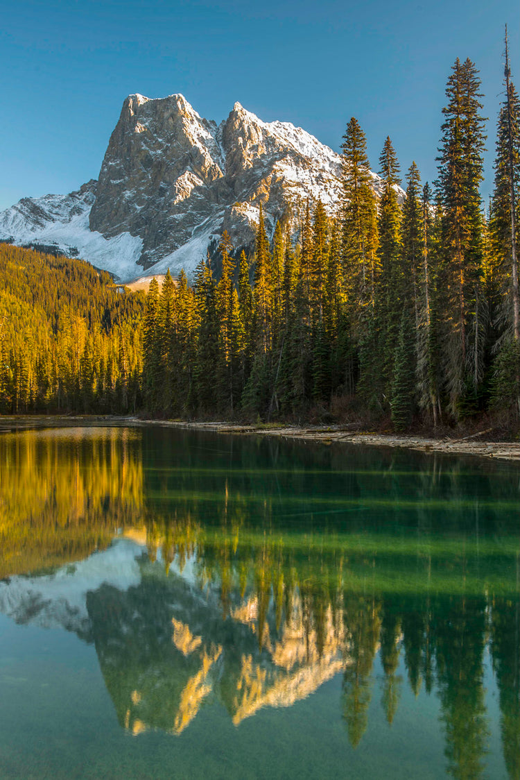 Golden Pines and Emerald Reflection beneath Snowy Peaks