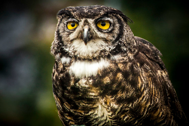 Great Horned Owl with Piercing Yellow Eyes