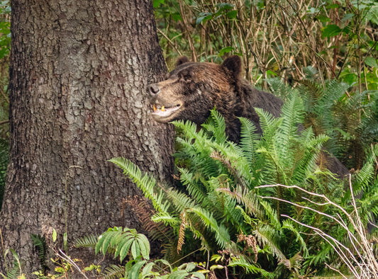 Hidden Bear