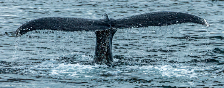 Humpback Whale Tail with Cascading Sea Spray