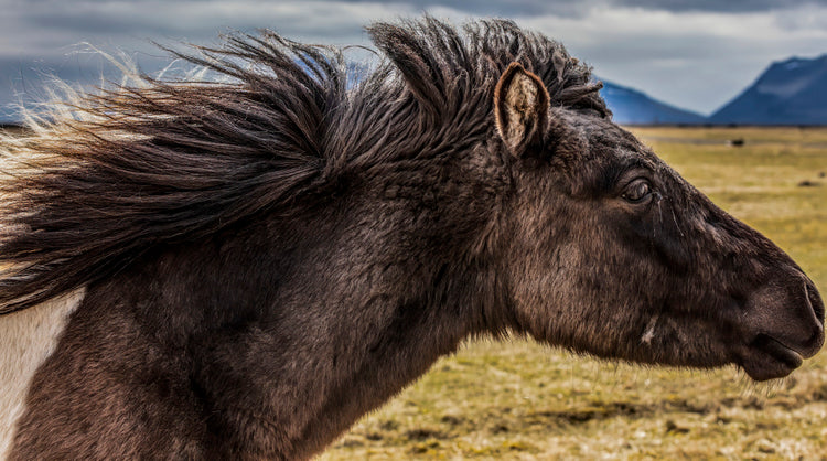 Icelandic Horse with Windswept Mane