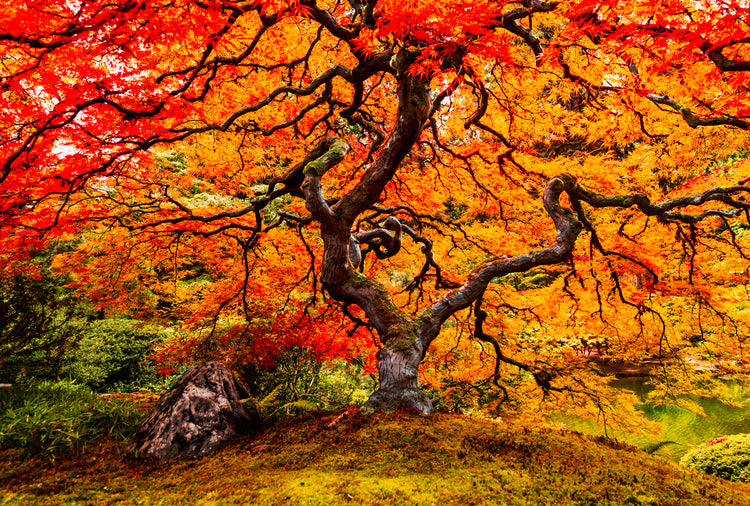 Japanese Maple Autumn Tree Fine Art Wall Print