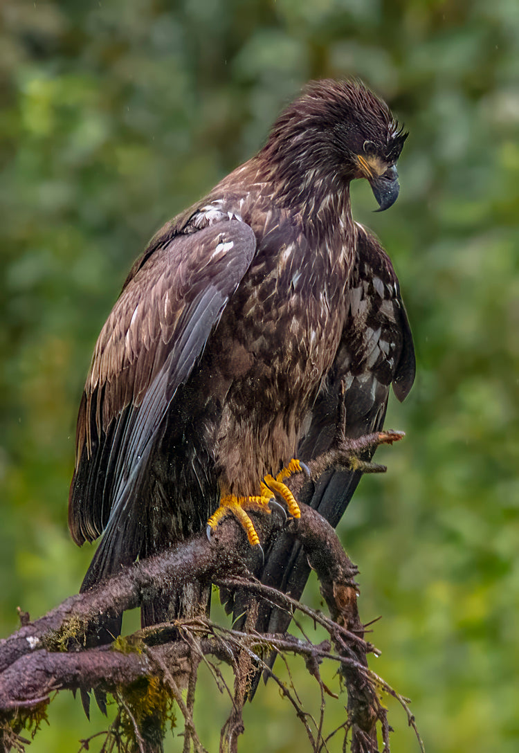 Juvenile Bald Eagle on Forest Perch