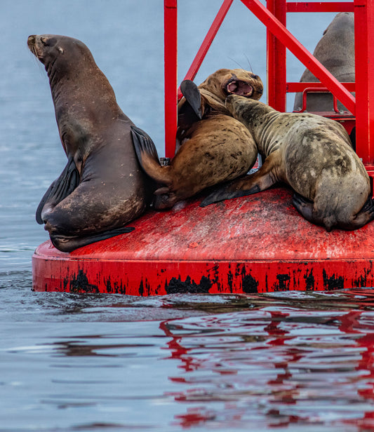 Ma He Started Seal