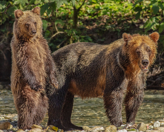 Ma I Can Stand Bear