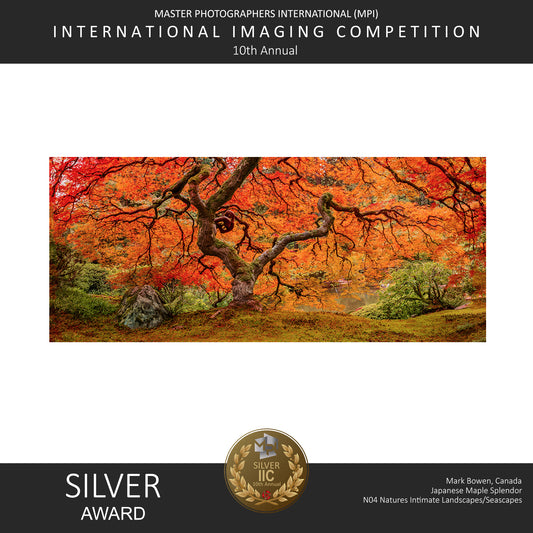 Award Japanese-Maple-Splendor