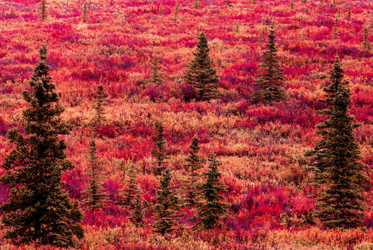 North Tundra Red Fall