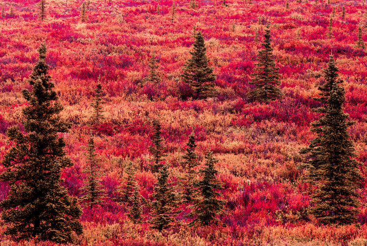 North Tundra Red Fall