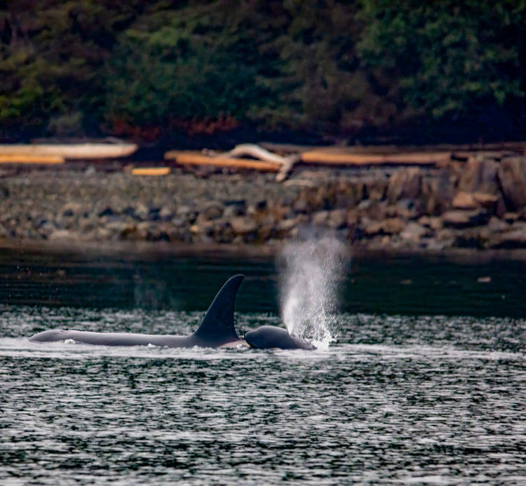 Orca Mother and Calf by Rocky Shore