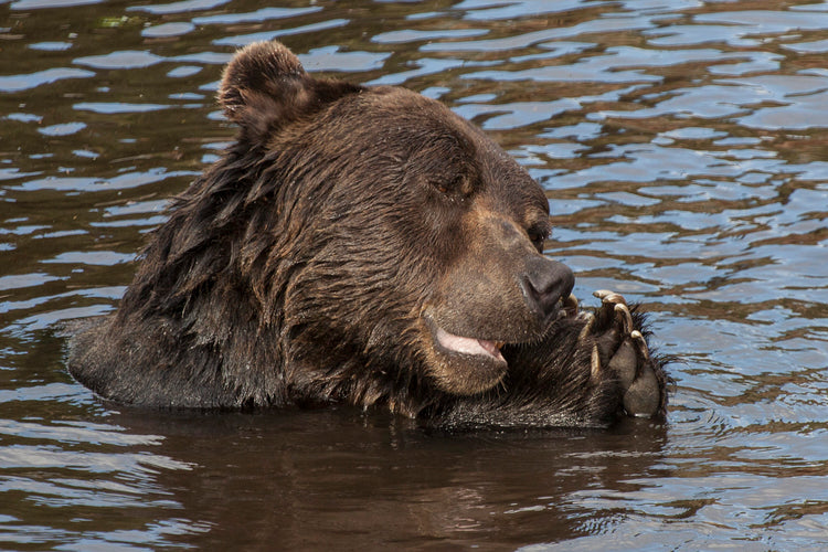 Playful Grizzly Bear Relaxing in Water