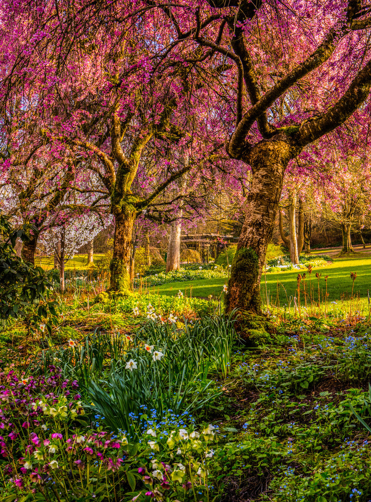 Purple Trees 2