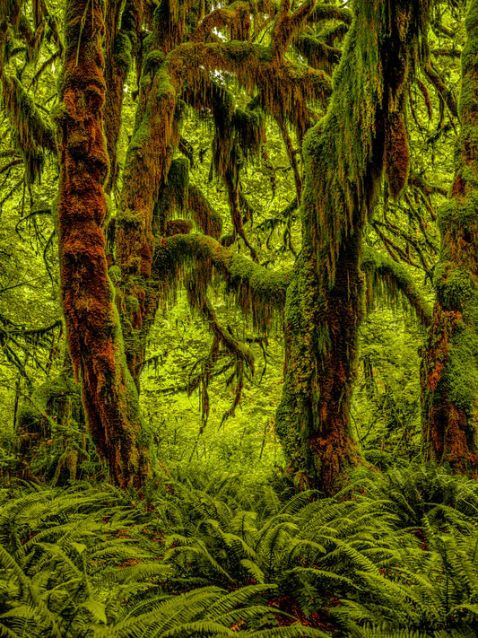 Rainforest 2
