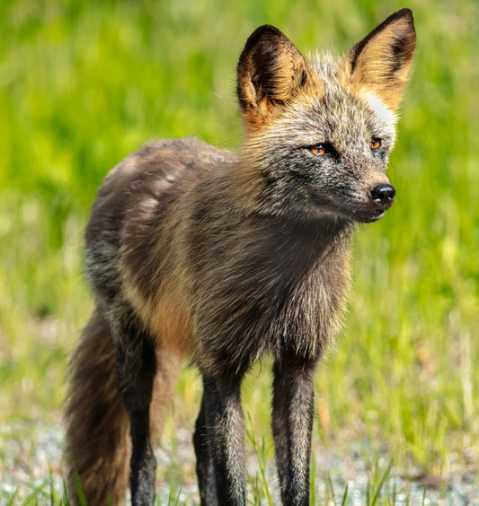 Red Fox Glare