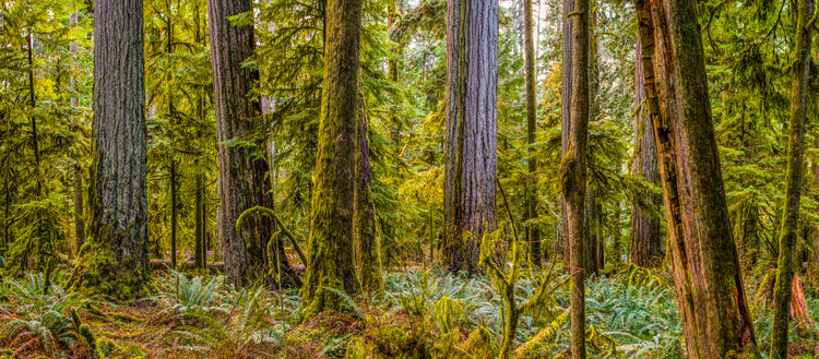 Redwood Forest with Mossy Ground Cover and Tall Trees
