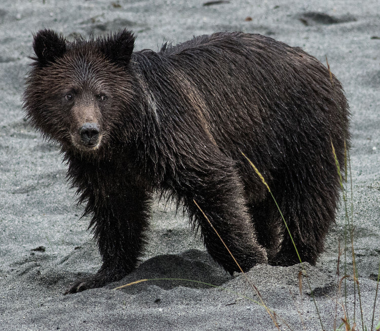 Scared Bear Cub