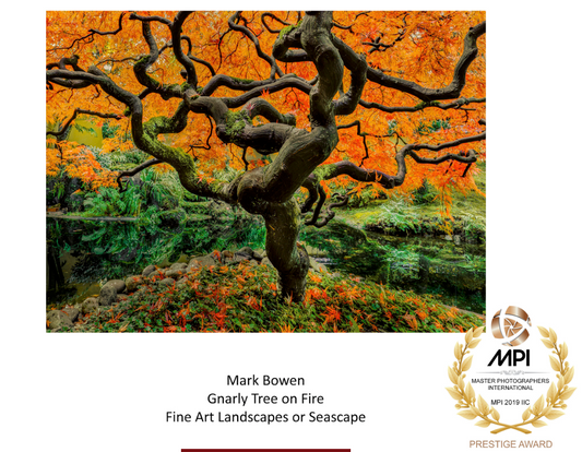 Award Gnarly tree on fire