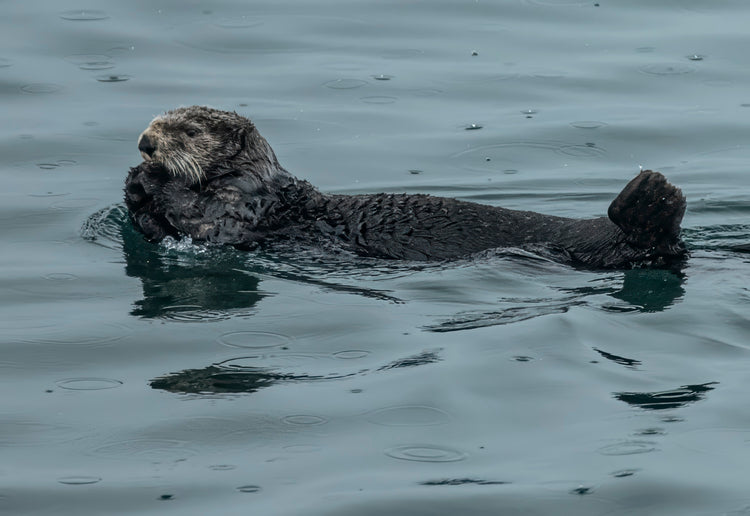Sea Otter Floating in Calm Waters