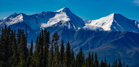 Snow-Draped Mountain Peaks Framed by Towering Pines