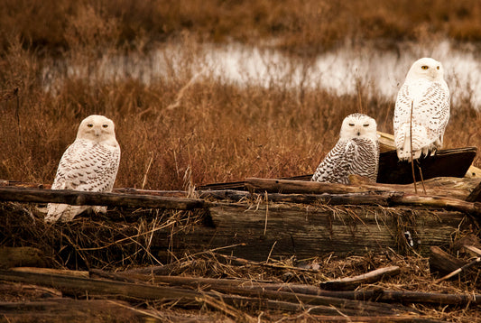 Snowy Owls Resting in Autumn Marsh