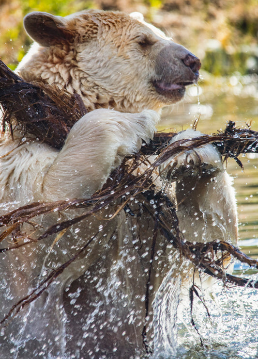 Spirit Bear Shaking Off Water in River