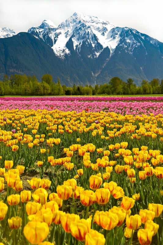 Spring Tulip Fields Beneath Snow-Capped Peaks