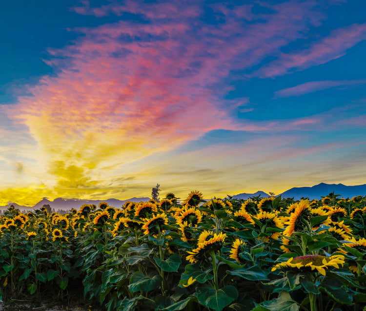 Sunflower Field at Sunset