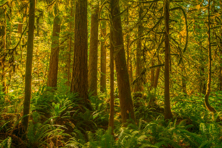 Sunlit Forest with Lush Green Ferns