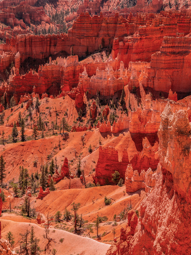 Sunlit Hoodoos of Bryce Canyon