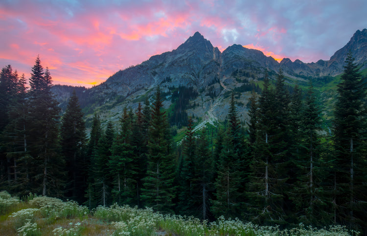 Sunrise Over the Pines