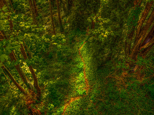 The Path