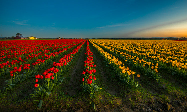 Tulip Fields at Sunset