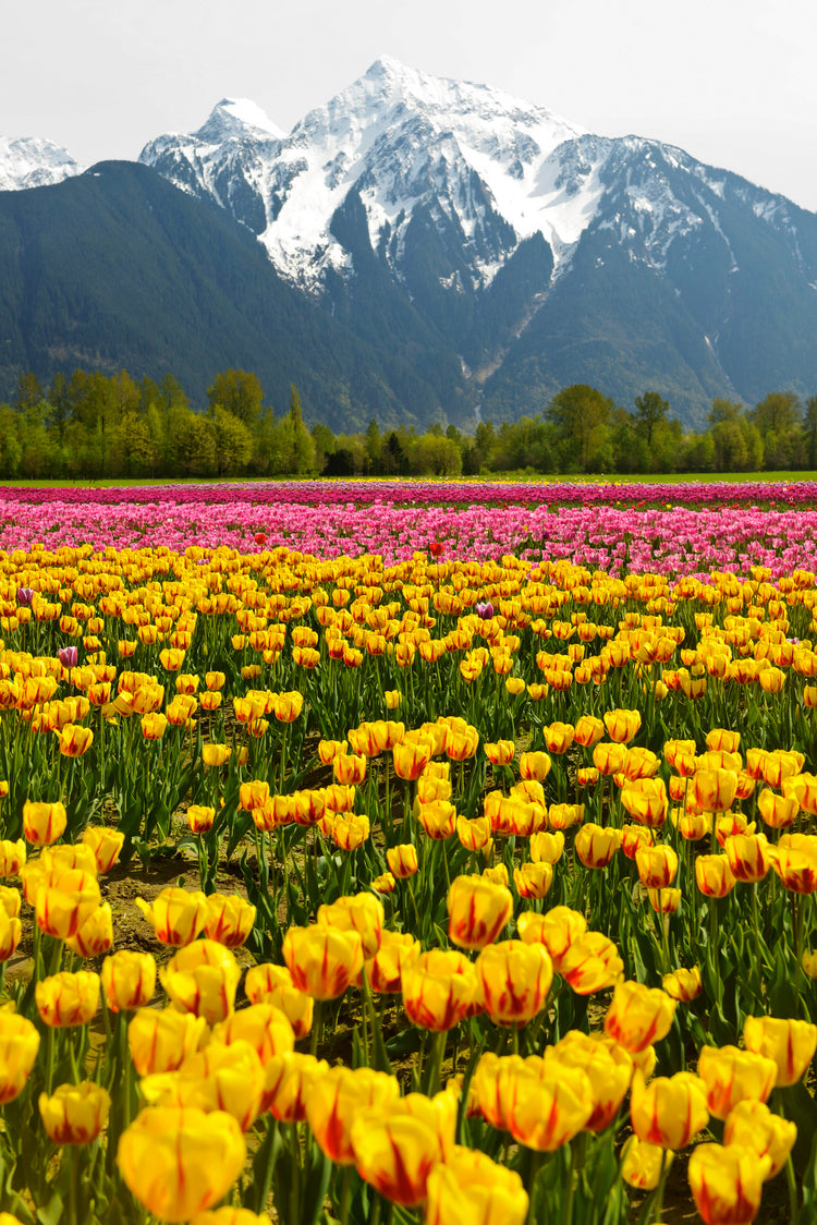 Tulips and the mountain