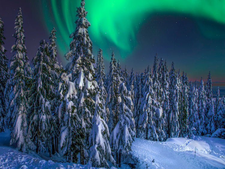 trees in the aurora
