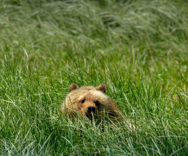 hidden bear