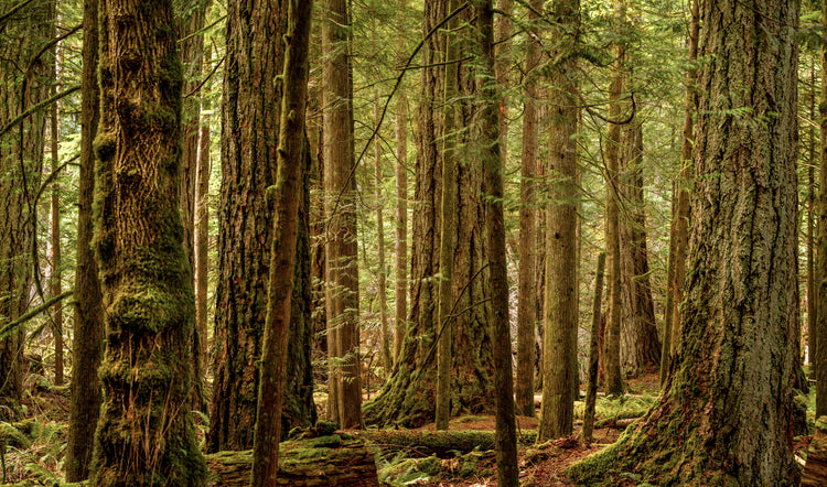 sunlit trees 3