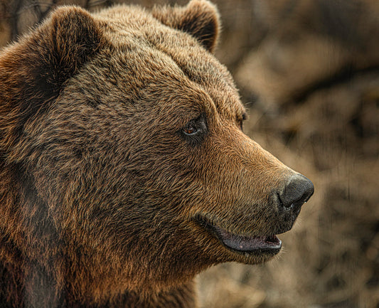 Bear Close Up