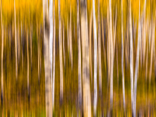 Abstract Birch Forest in Autumn Glow