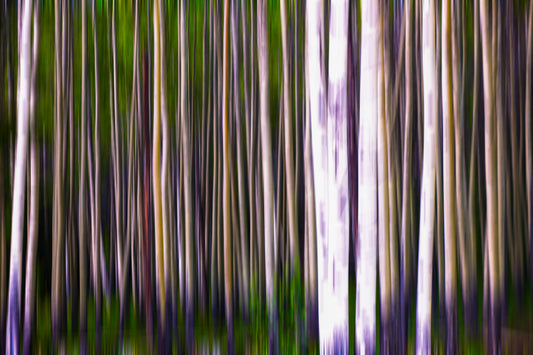 Abstract Birch Grove Motion Blur