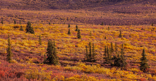 Alaskan Autumn Tundra Landscape Photography Print