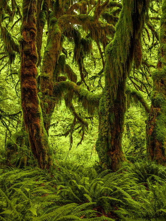 Ancient Mossy Forest with Lush Ferns and Twisted Trees